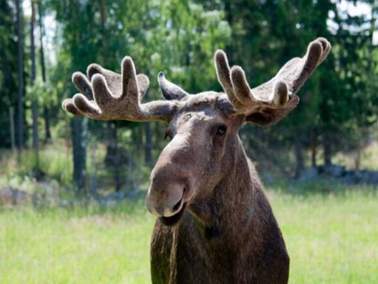 Besonderheiten in Schweden